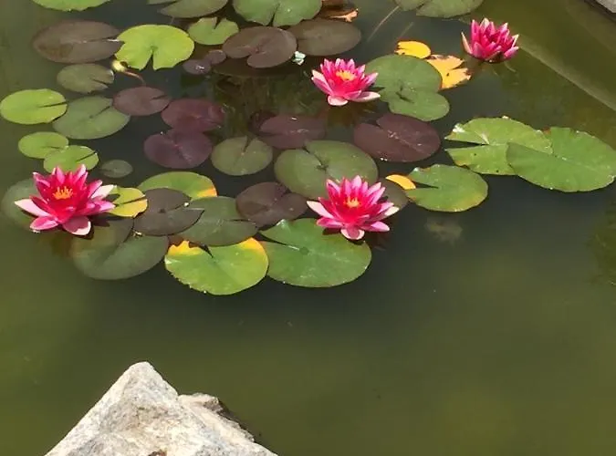 La Casa Del Tejado *